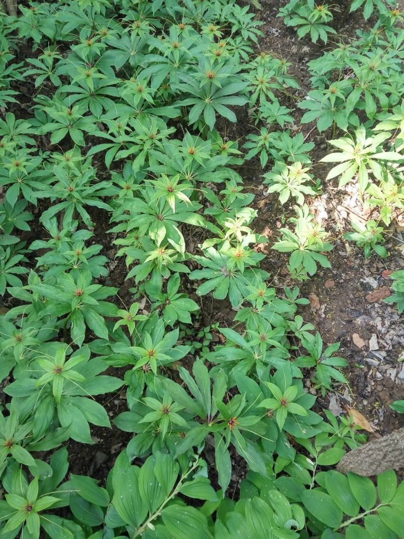 野生重楼种苗，现挖发货，生长旺盛，适应性强。