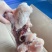 全熟羊头肉，国产白头，干净无毛