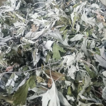 艾叶，纯艾叶野生干品现货，支持线上交易