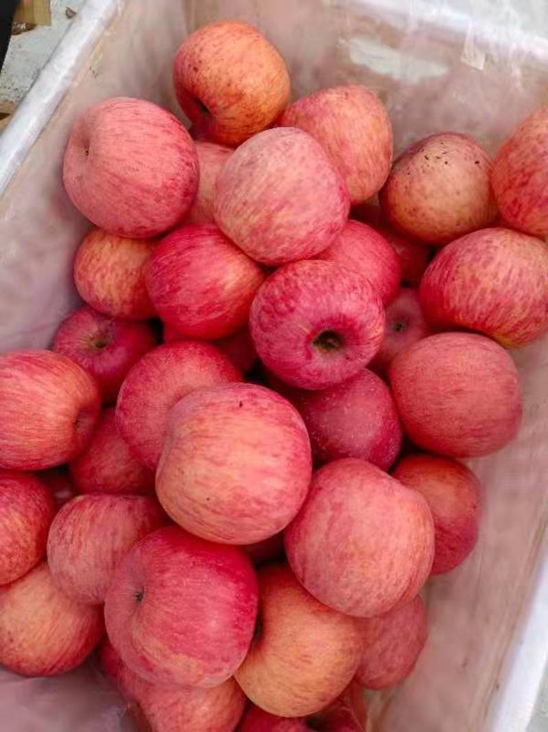 高次果，陕西省洛川红富士苹果