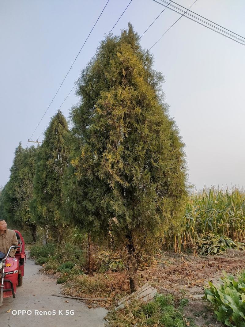 柏树。鑫源苗木基地常年供应30公分到3米高侧柏。规格齐全