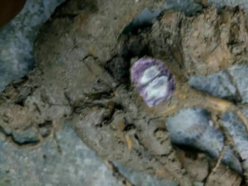 基地热销中药材竹节参种苗(四川品种)支持实地考察一手货愿