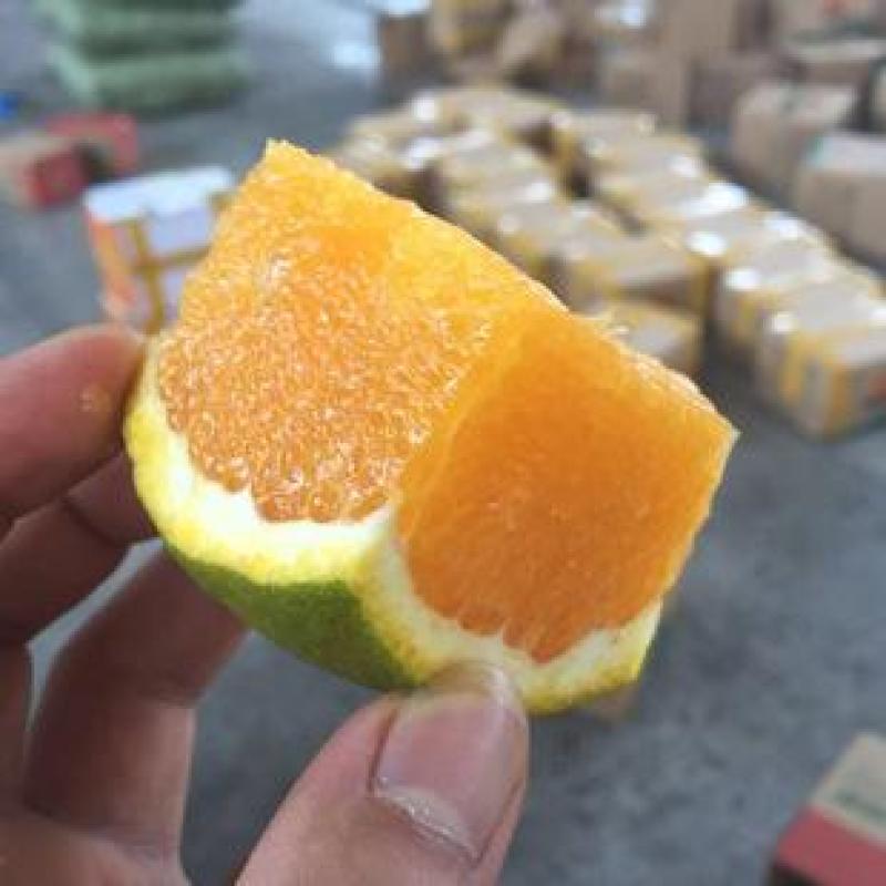 秭归夏橙果大皮薄，水分充足鲜货供应，果园现采现装
