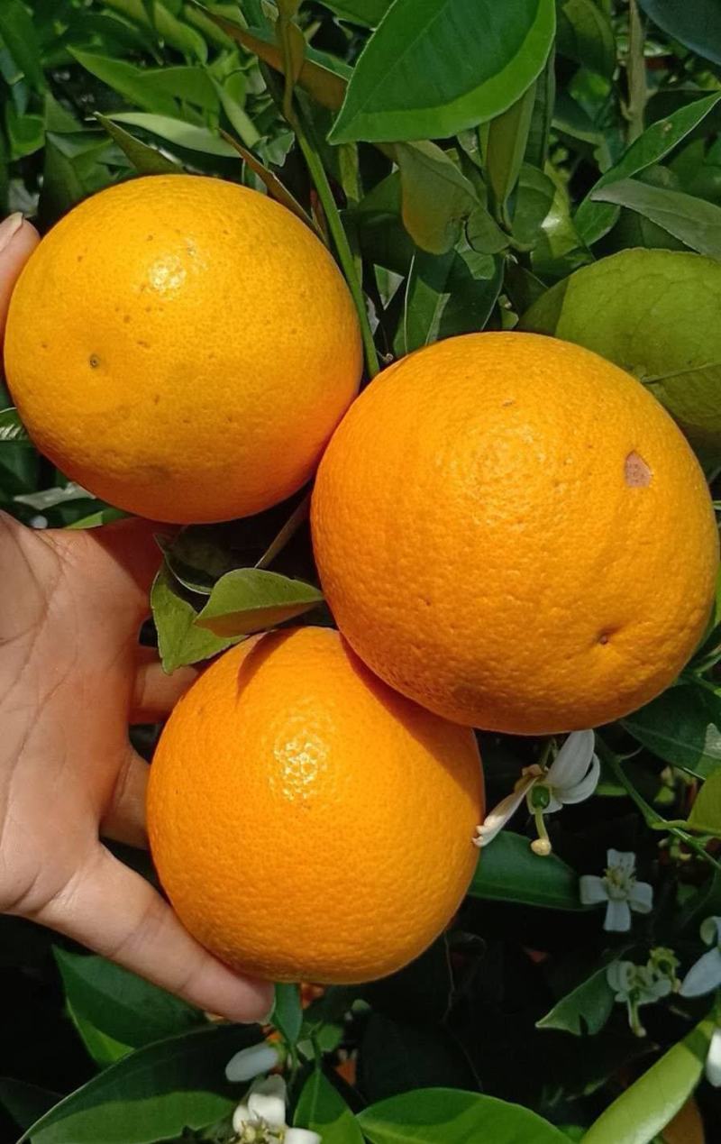 秭归夏橙果大皮薄，水分充足鲜货供应，果园现采现装