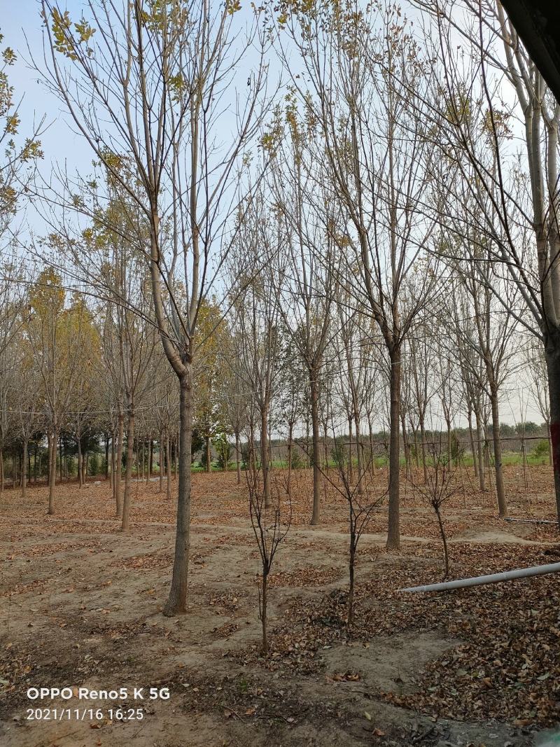 白蜡树。河南鑫源苗木基地长年大量供应5一18公分白蜡树