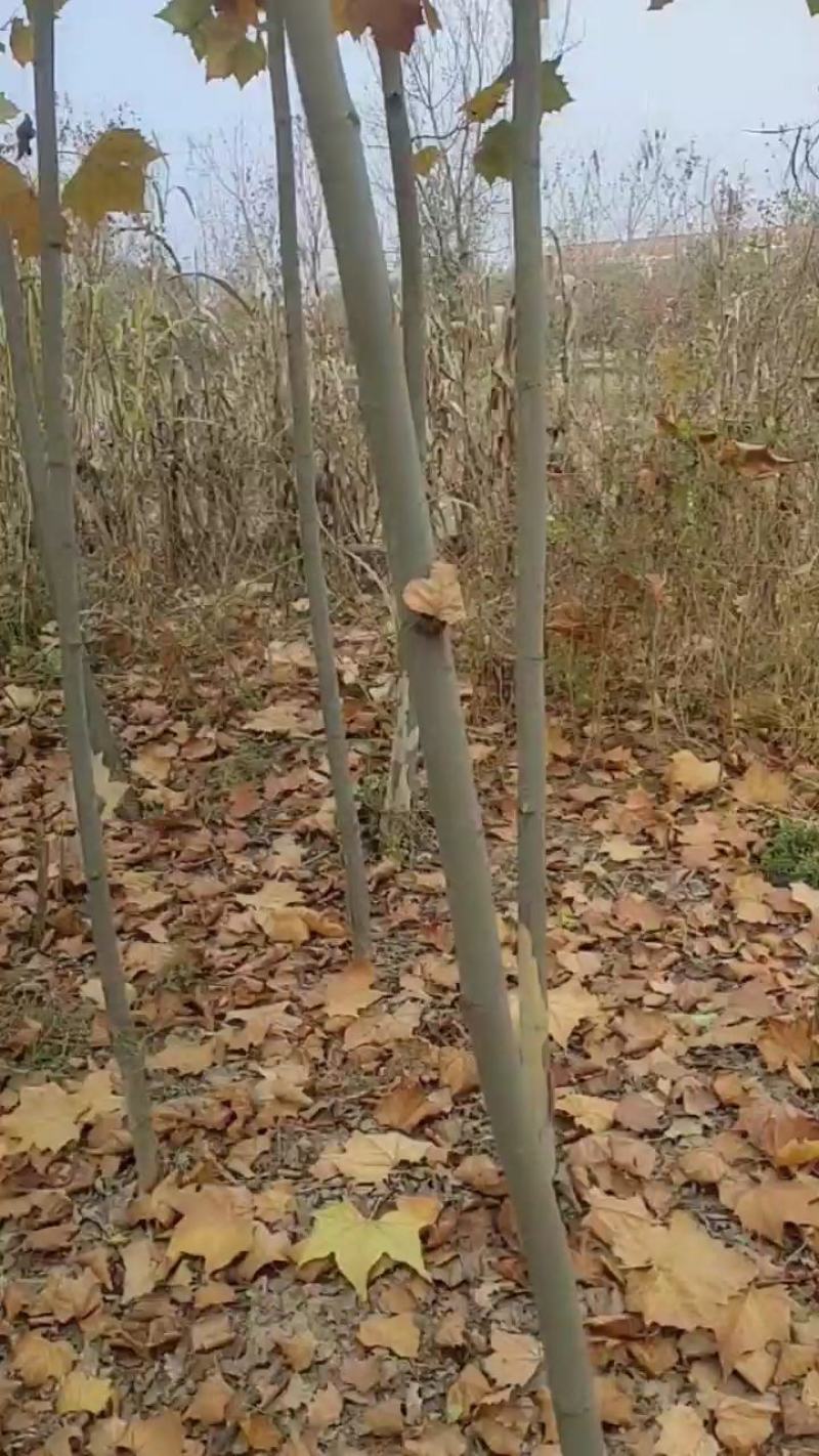 法桐树，法桐树哪里有，3～10公分法桐哪里有