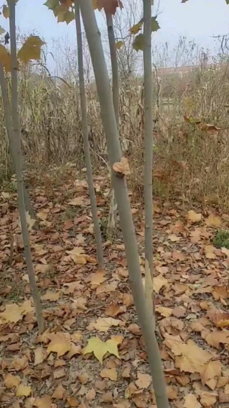 法桐树，法桐树哪里有，3～10公分法桐哪里有