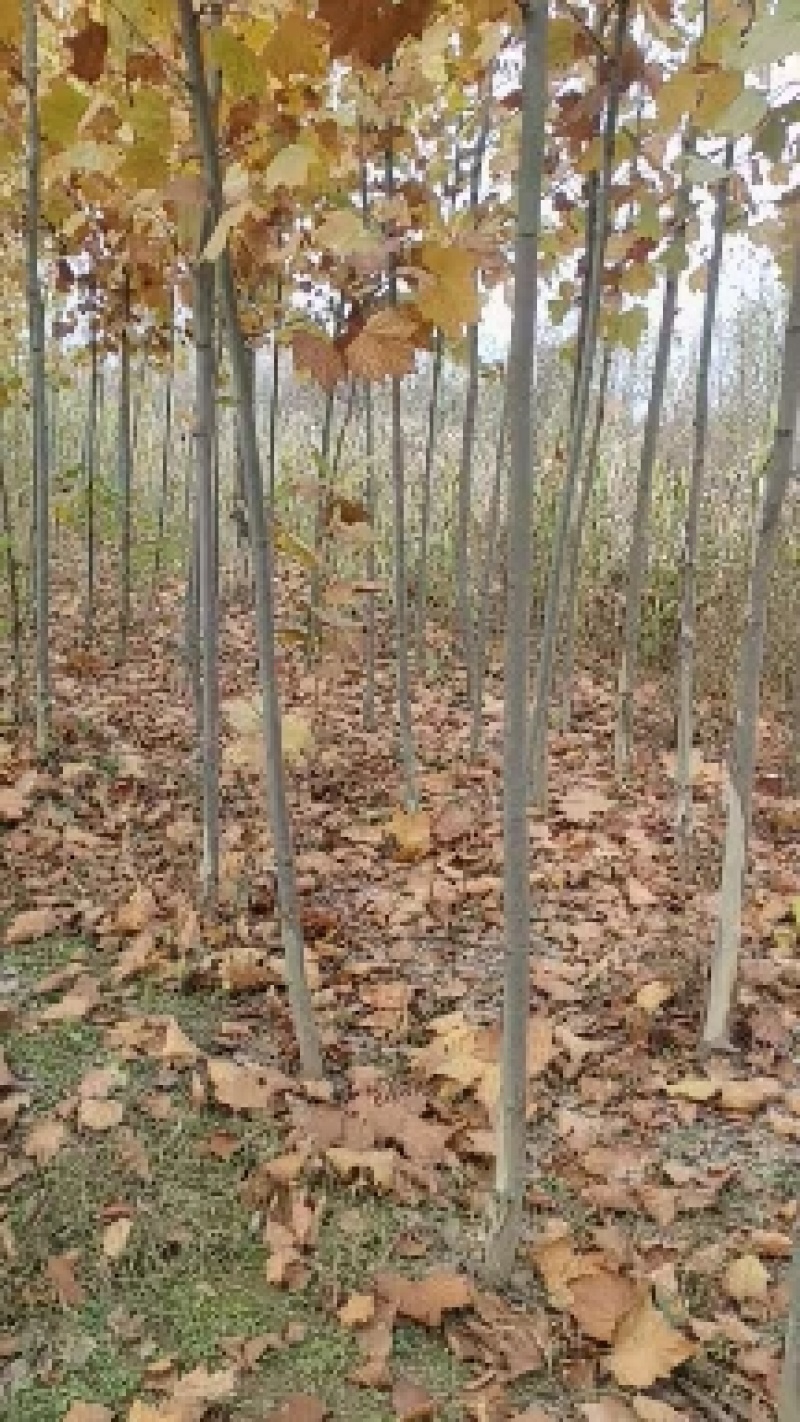 法桐树，法桐树哪里有，3～10公分法桐哪里有