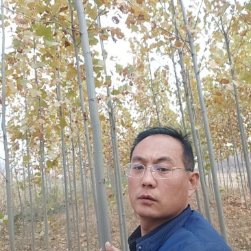 法桐树，法桐树哪里有，3～10公分法桐哪里有