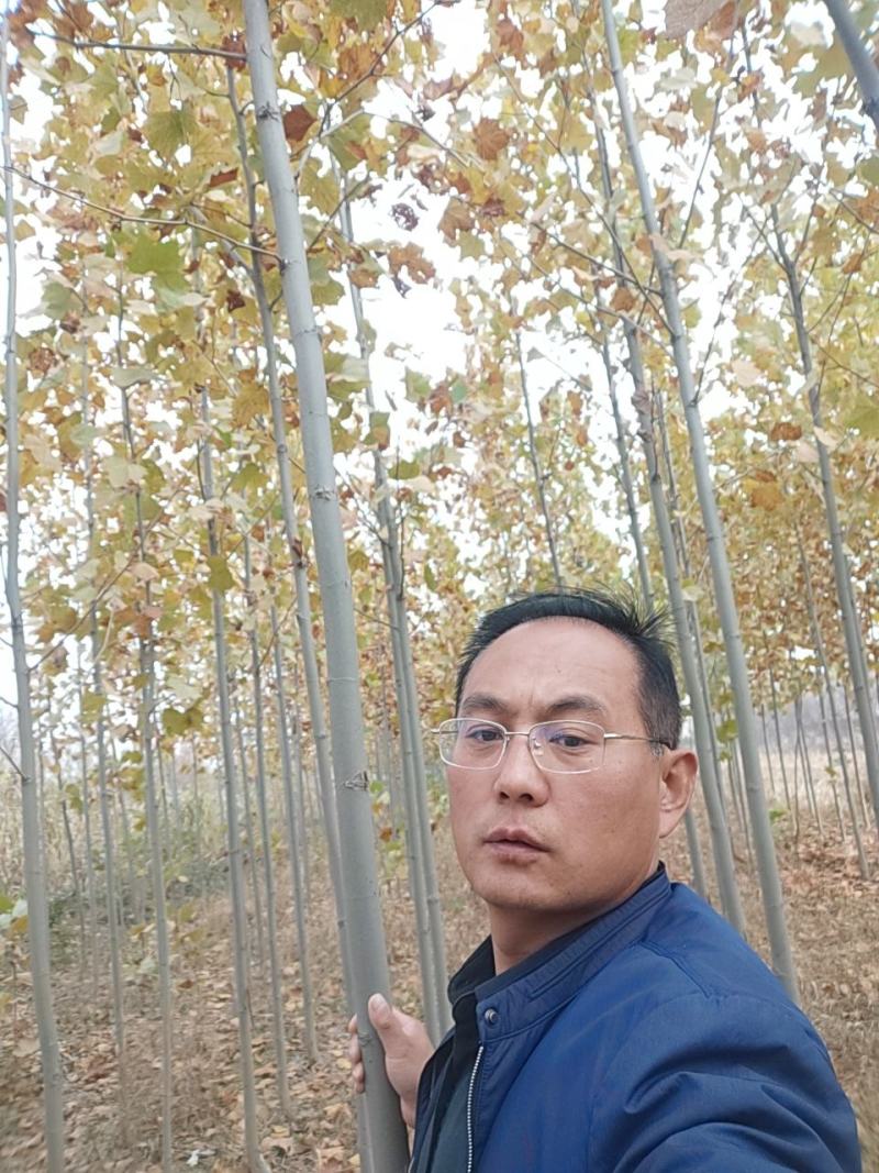 法桐树，法桐树哪里有，3～10公分法桐哪里有
