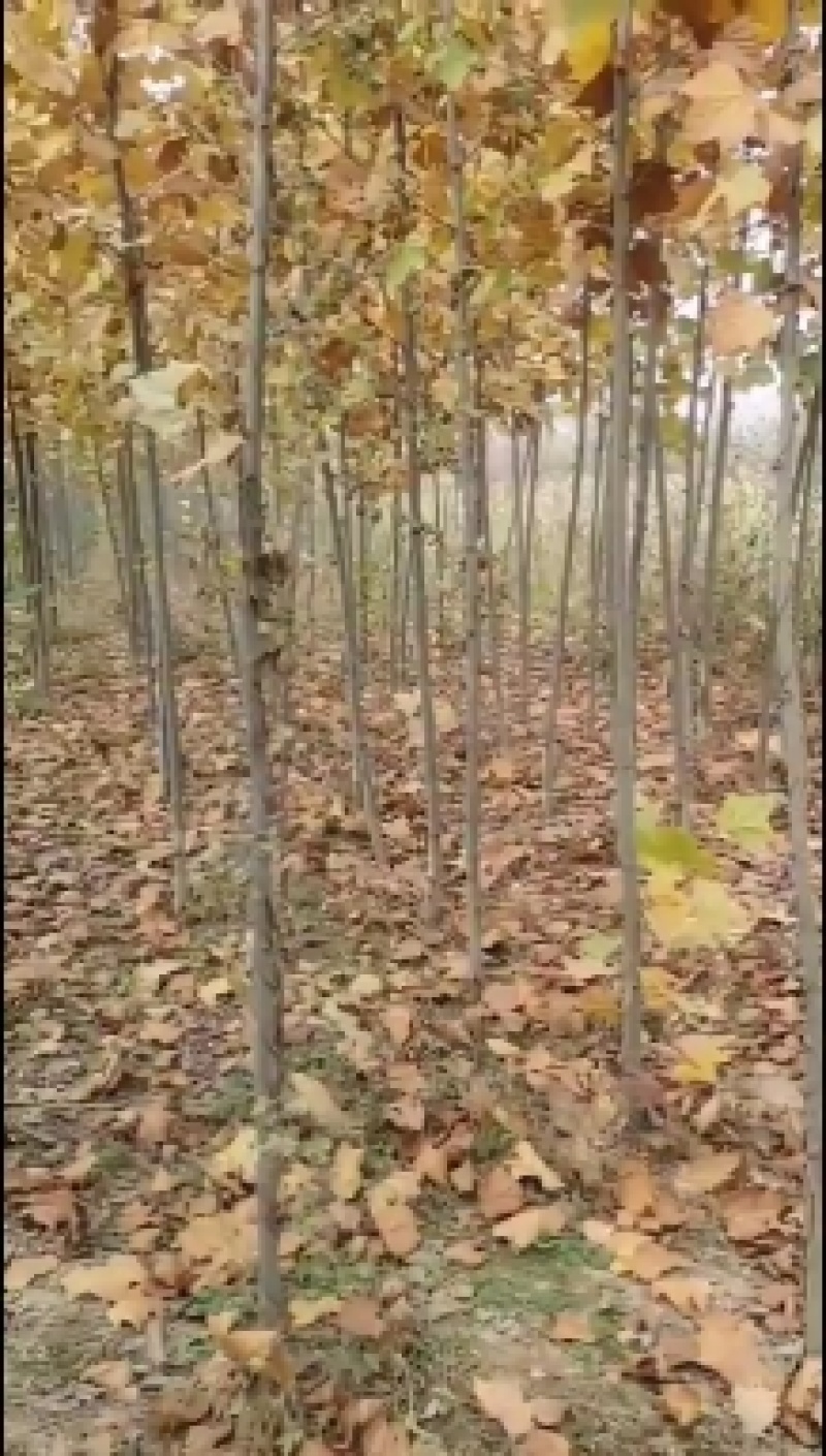 法桐树，法桐树哪里有，3～10公分法桐哪里有