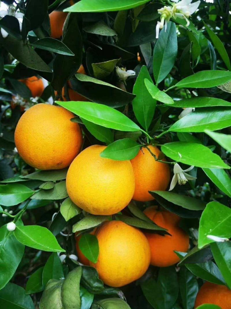 夏橙果大皮薄，水分充足鲜货供应，果园现采现装欢迎大家