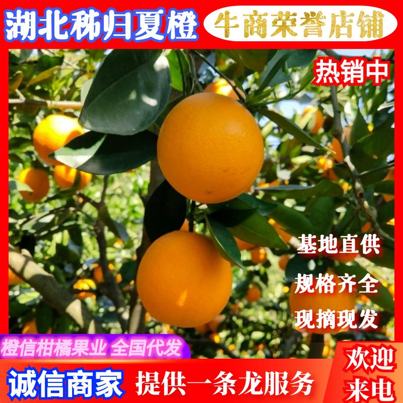 夏橙果大皮薄，水分充足鲜货供应，果园现采现装欢迎大家