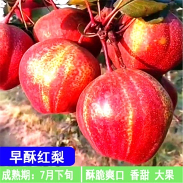 早酥红梨树苗绿宝石梨树苗秋月梨苗玉露香梨树苗