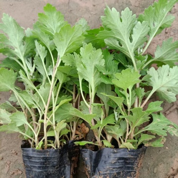 精品大滨菊地被菊，可视频看货或到基地考察，欢迎各位老板