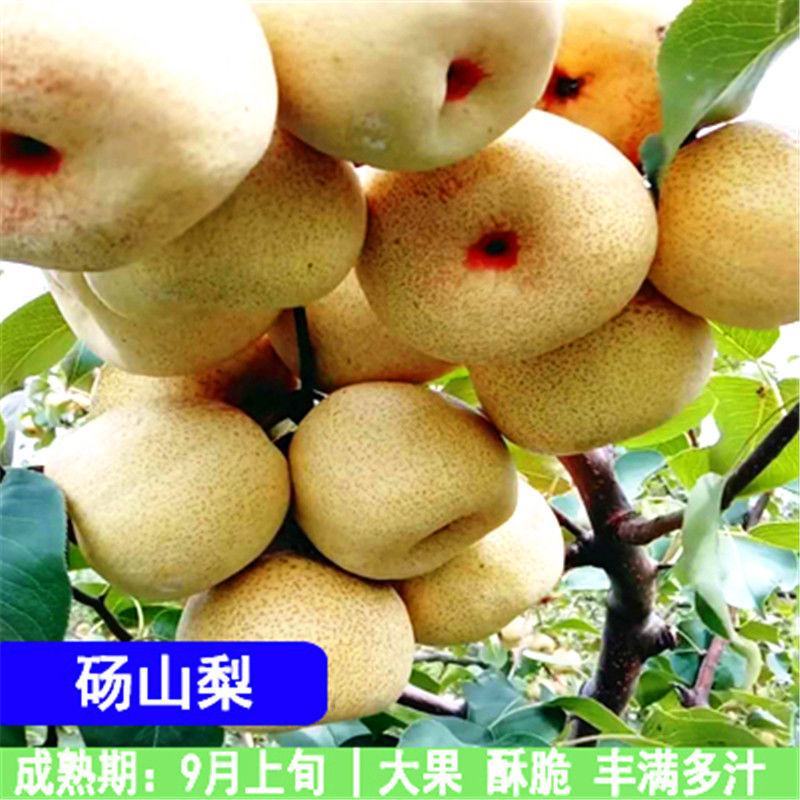 早酥红梨树苗绿宝石梨树苗秋月梨苗玉露香梨树苗