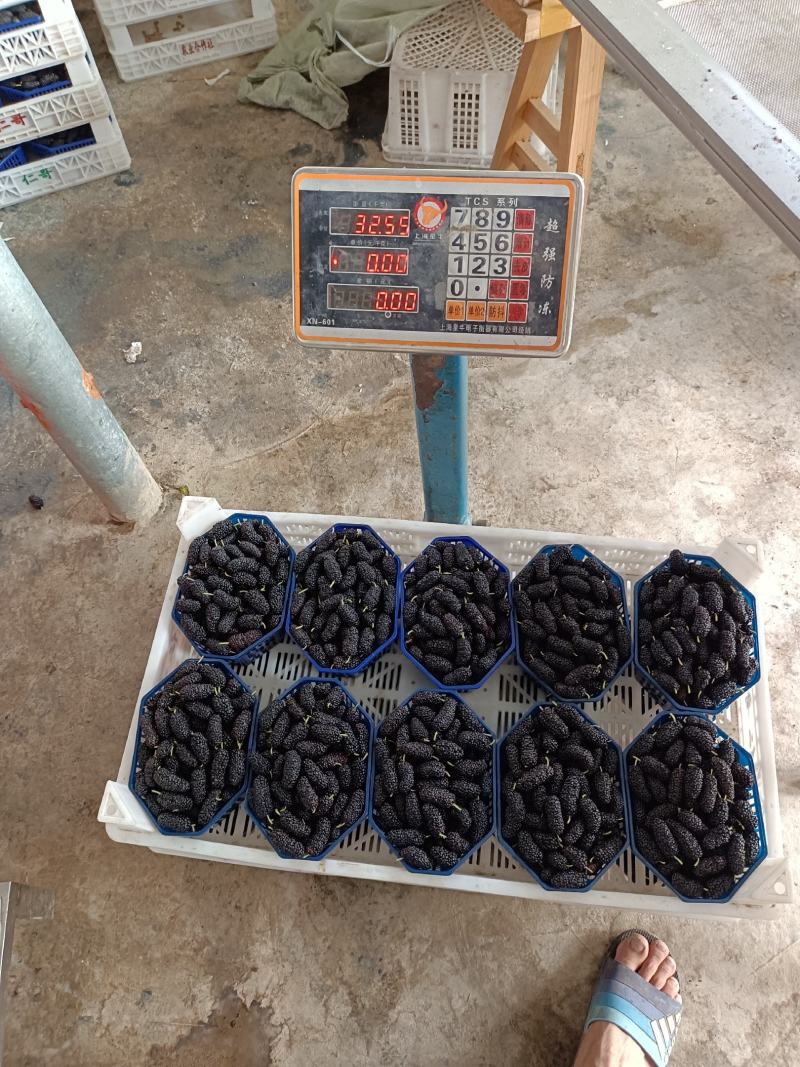广东十大无籽桑椹，个大味甜