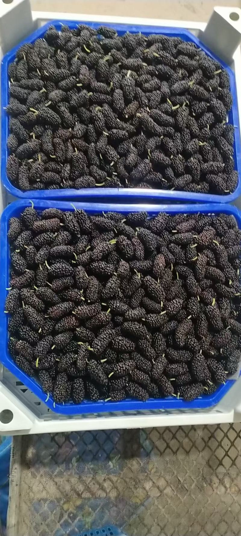 广东十大无籽桑椹，个大味甜