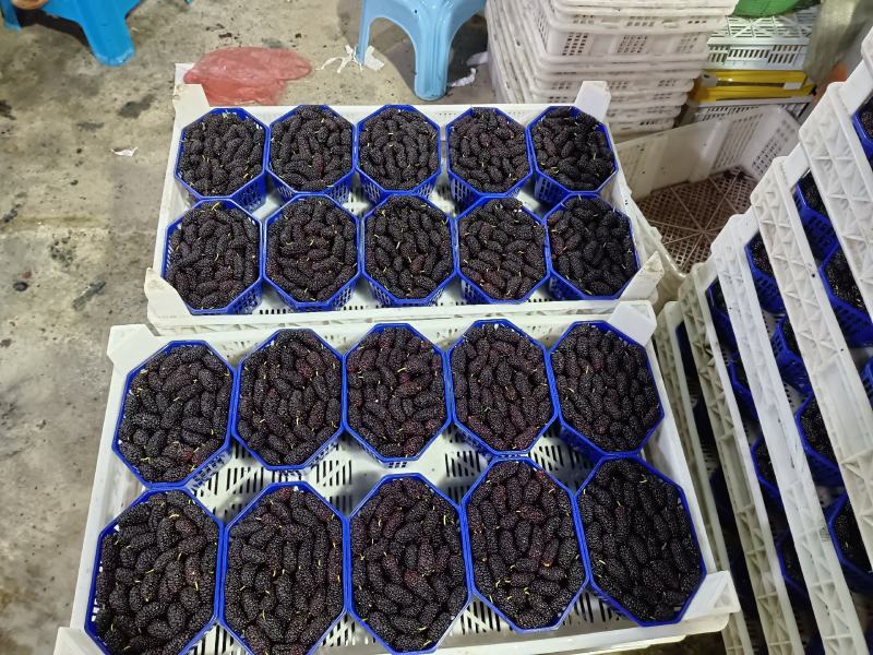 广东十大无籽桑椹，个大味甜