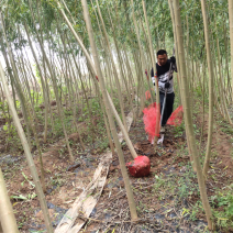 柳树，精品柳树哪里有，1～8公分柳树哪里有，