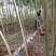 柳树，精品柳树哪里有，1～8公分柳树哪里有，