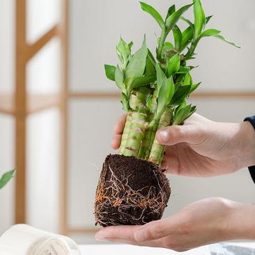 富贵竹盆栽办公室招财竹植物室内好养水培绿植节节高竹子四季