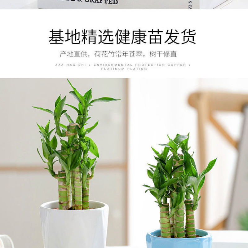 富贵竹盆栽办公室招财竹植物室内好养水培绿植节节高竹子四季