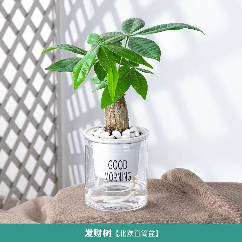 富贵竹盆栽办公室招财竹植物室内好养水培绿植节节高竹子四季