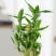 富贵竹盆栽办公室招财竹植物室内好养水培绿植节节高竹子四季