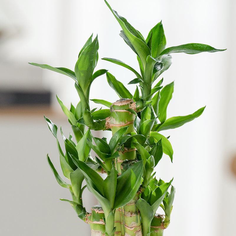 富贵竹盆栽办公室招财竹植物室内好养水培绿植节节高竹子四季