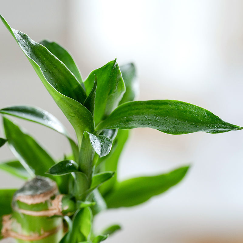 富贵竹盆栽办公室招财竹植物室内好养水培绿植节节高竹子四季