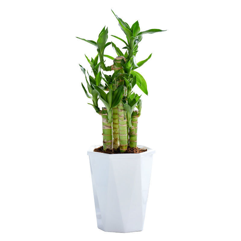 富贵竹盆栽办公室招财竹植物室内好养水培绿植节节高竹子四季