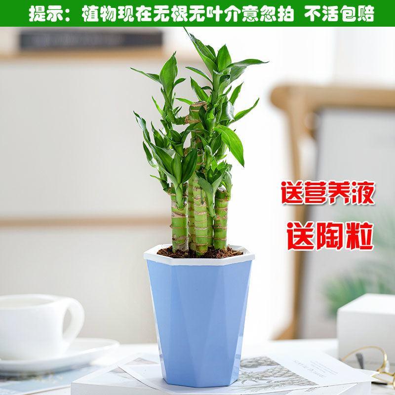 富贵竹盆栽办公室招财竹植物室内好养水培绿植节节高竹子四季