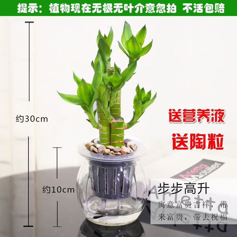 富贵竹盆栽办公室招财竹植物室内好养水培绿植节节高竹子四季