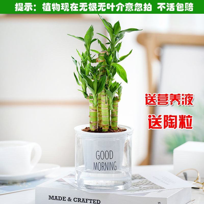 富贵竹盆栽办公室招财竹植物室内好养水培绿植节节高竹子四季