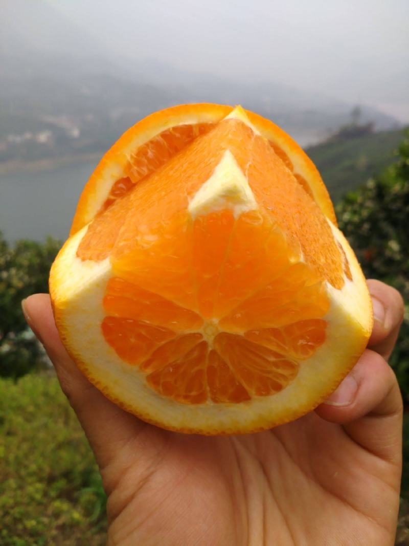 【九月红果冻橙】基地新鲜采摘叶果果面干净皮薄化渣水分充足