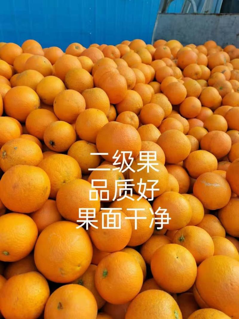 【九月红果冻橙】基地新鲜采摘叶果果面干净皮薄化渣水分充足