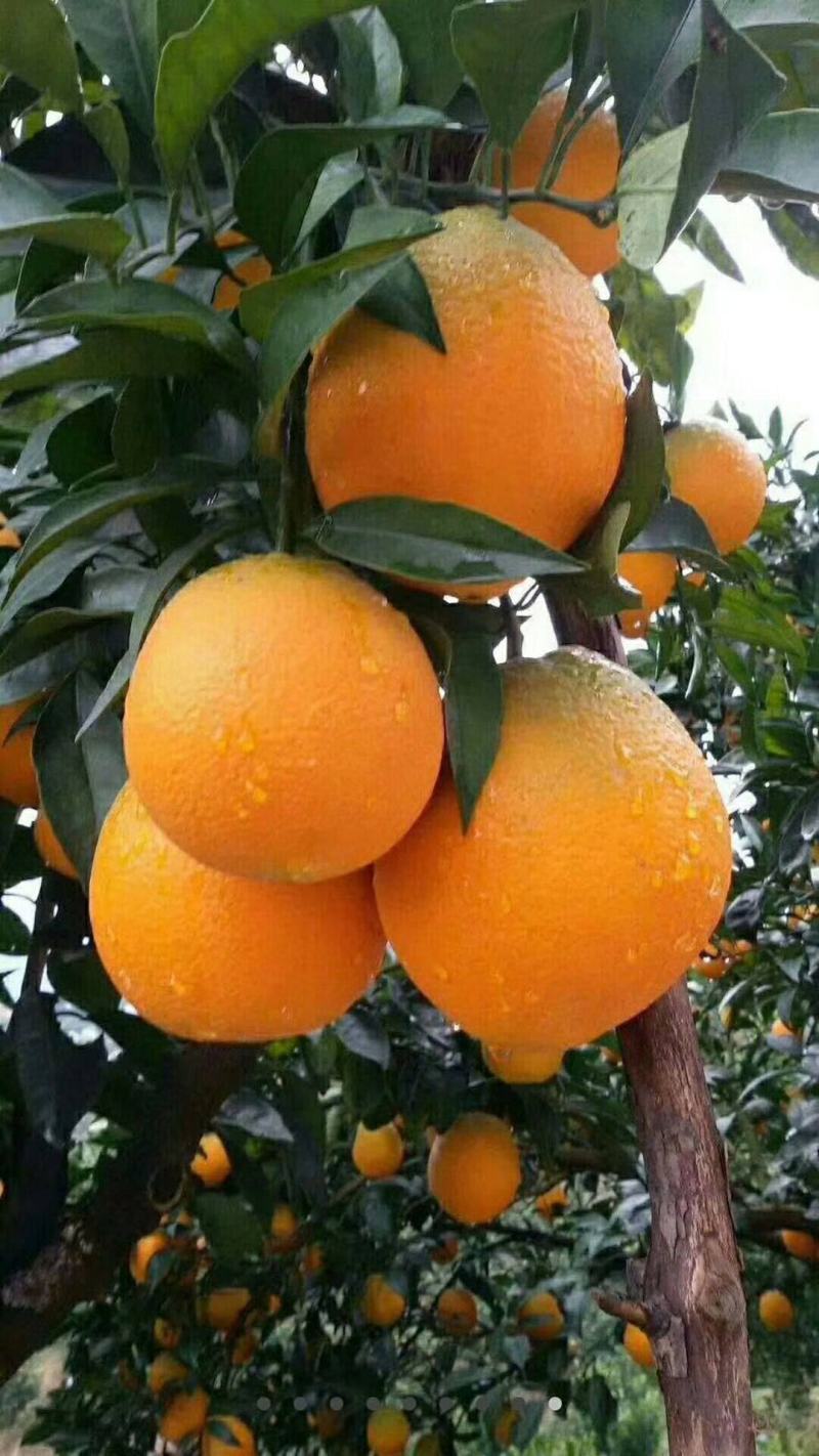 【九月红果冻橙】基地新鲜采摘叶果果面干净皮薄化渣水分充足