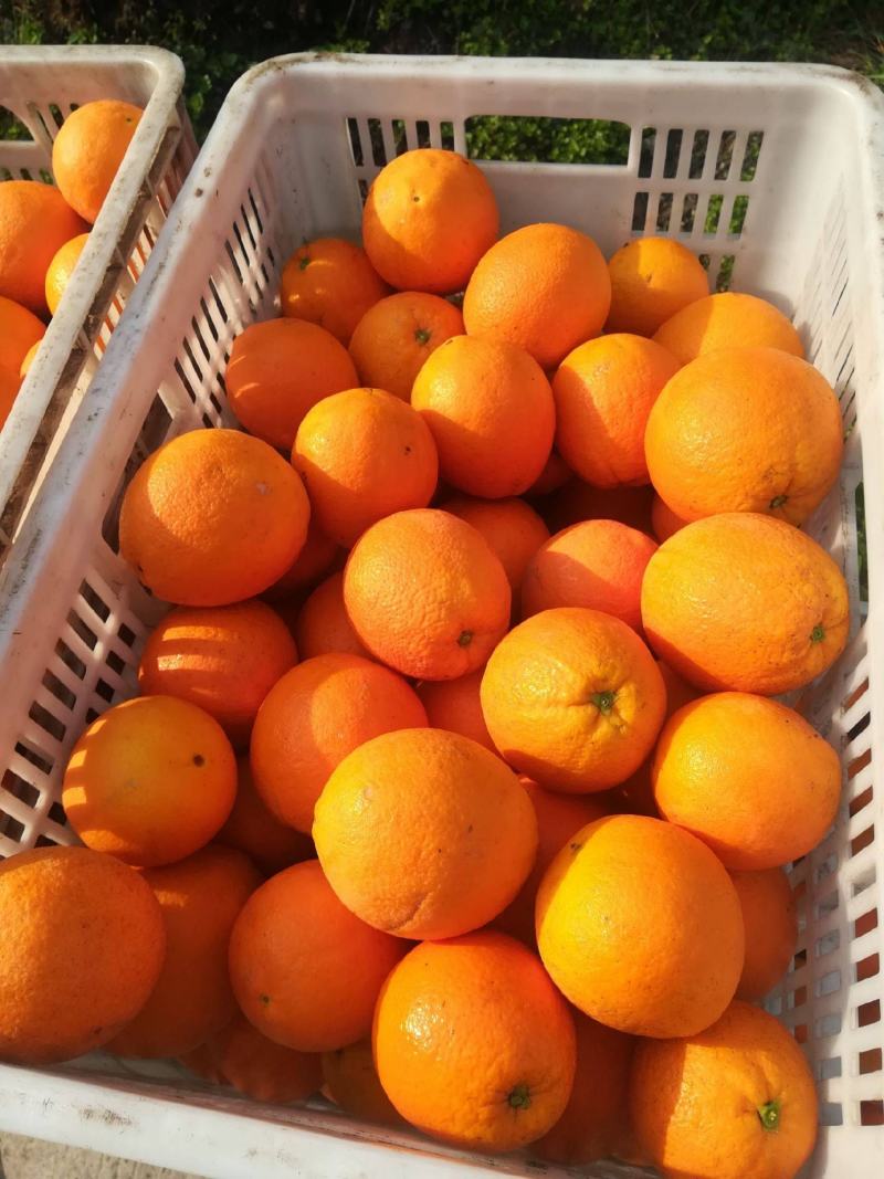 【九月红果冻橙】基地新鲜采摘叶果果面干净皮薄化渣水分充足