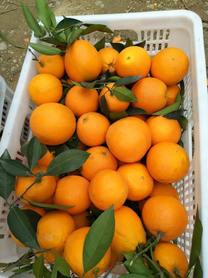 【九月红果冻橙】基地新鲜采摘叶果果面干净皮薄化渣水分充足