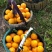 【九月红果冻橙】基地新鲜采摘叶果果面干净皮薄化渣水分充足