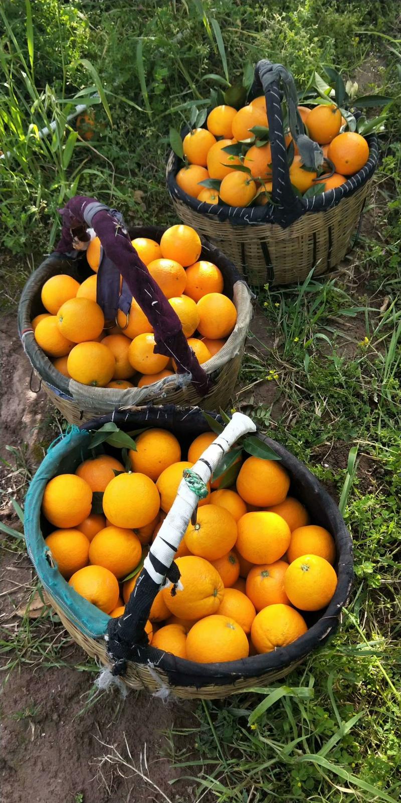 【九月红果冻橙】基地新鲜采摘叶果果面干净皮薄化渣水分充足