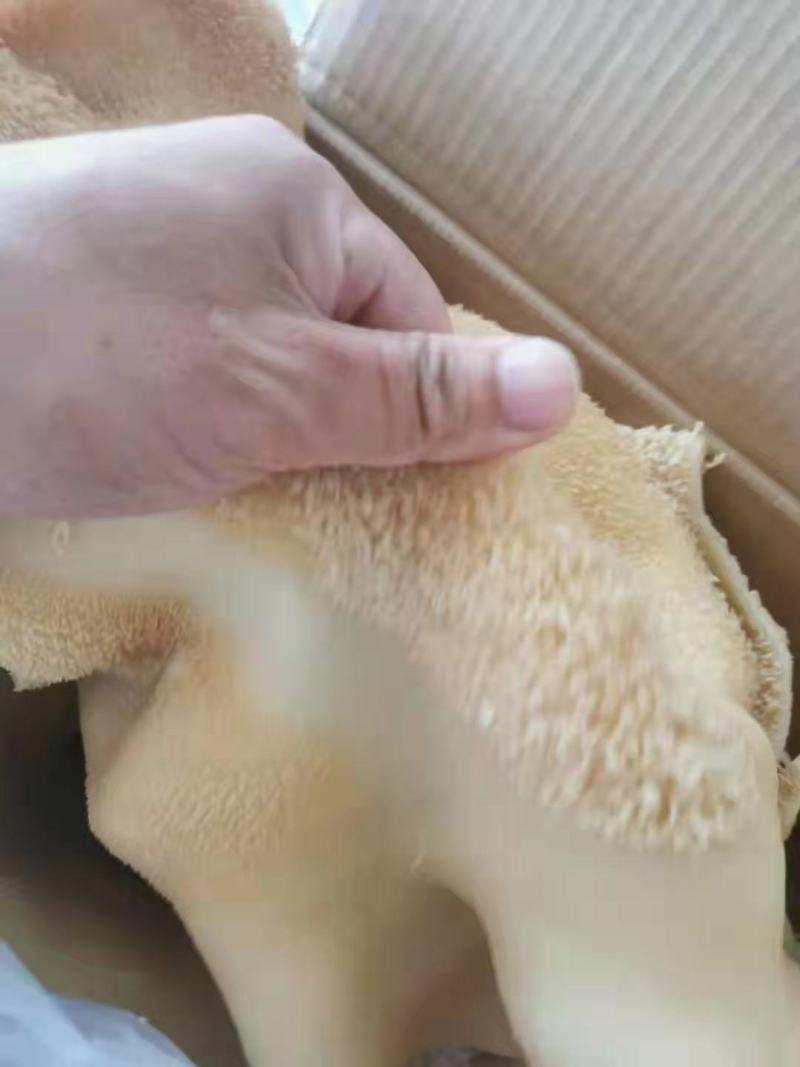 【实力推荐】熟牛肚五香熟牛肚，现煮提前一天订货！质量好！