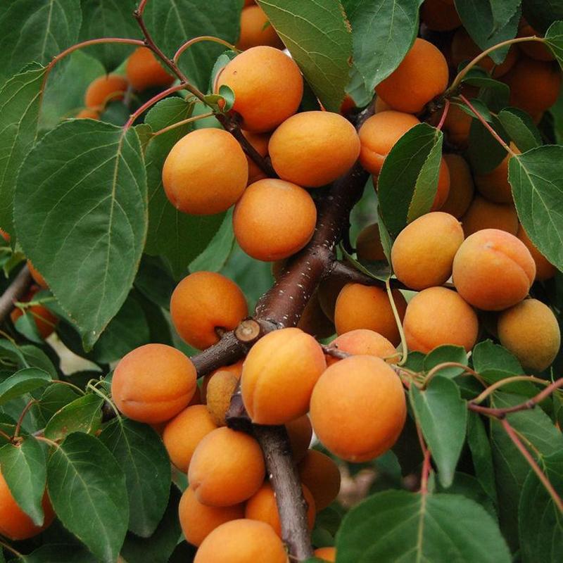 种子种苗嫁接杏树苗新品种特大凯特杏巨蜜王杏果树苗当年结果