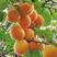 种子种苗嫁接杏树苗新品种特大凯特杏巨蜜王杏果树苗当年结果