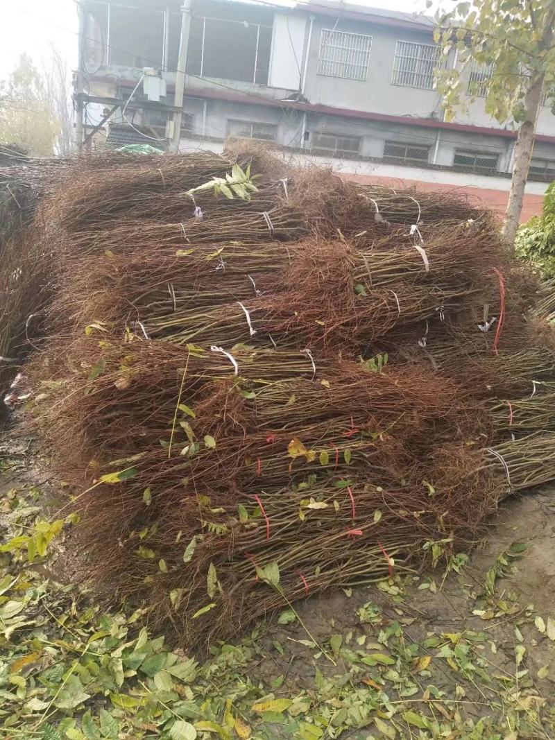 石榴苗~泰山红石榴苗采摘园庭院建园等