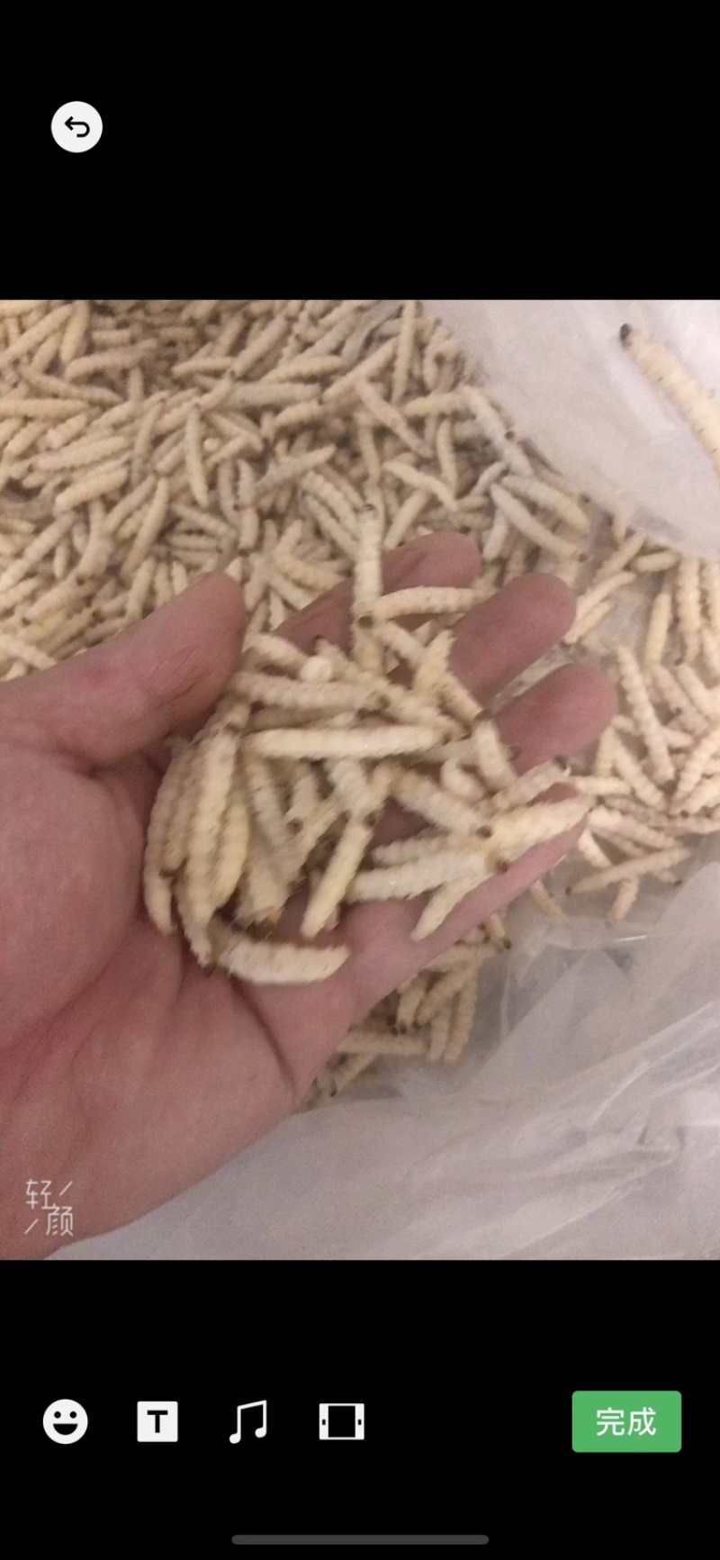 竹虫