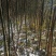 国槐树苗1公分2公分3公分国槐树苗当年二年小国槐苗