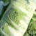 山东滕州大白菜北京新三号！黄心大白菜大量供应！