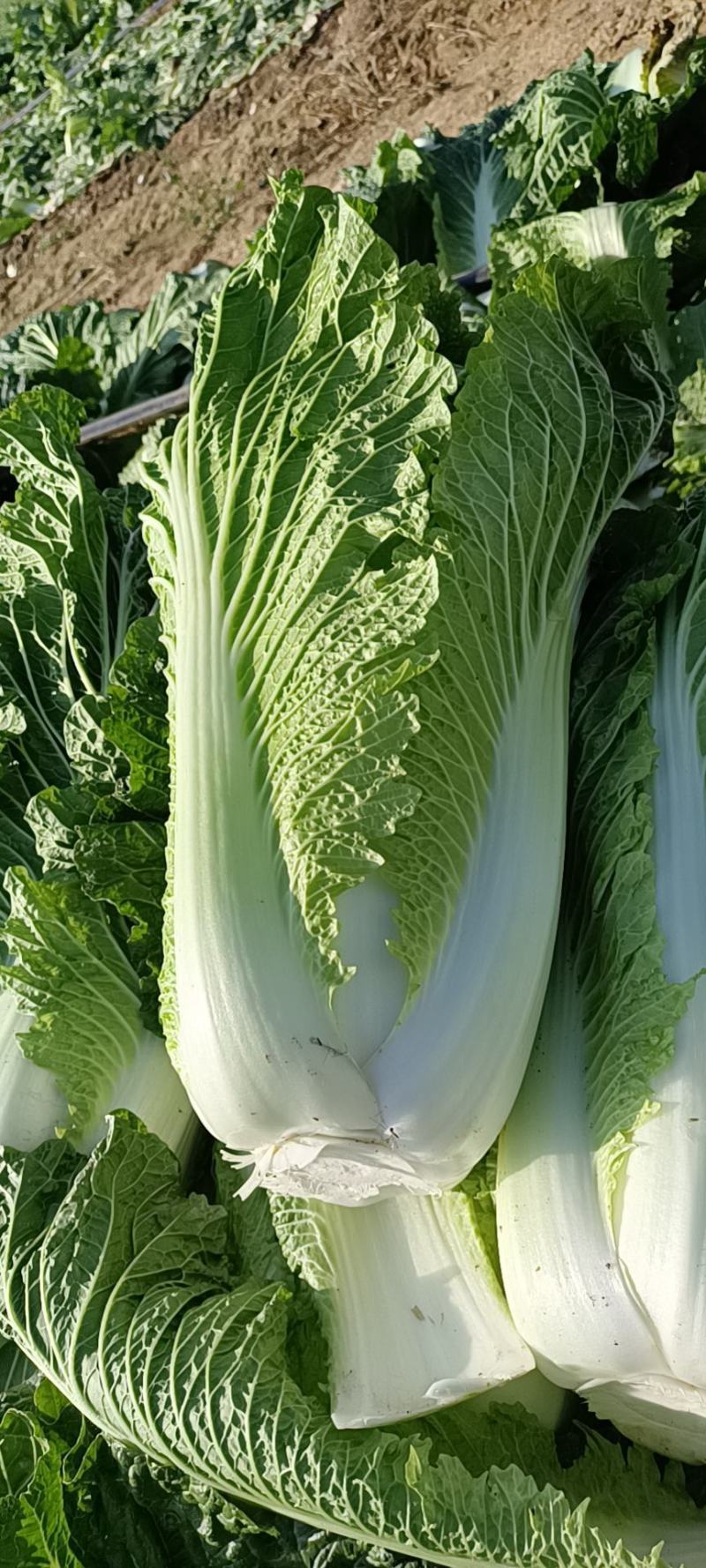 山东滕州大白菜北京新三号！黄心大白菜大量供应！